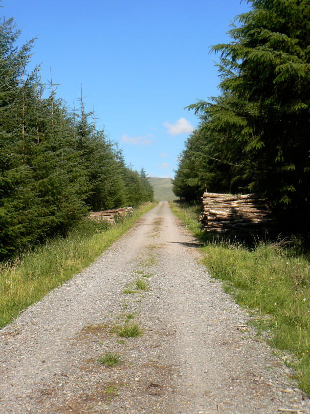 Blengdale Forest Blengdale Forest